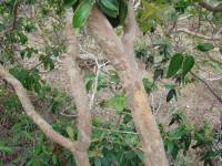 Psidium myrsinites image