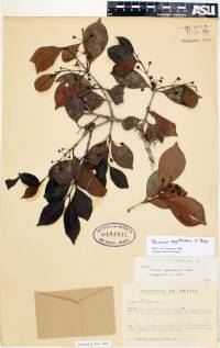 Psidium myrtoides image