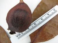 Psidium bahianum image