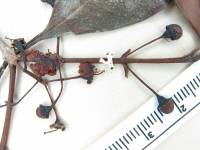 Psidium myrtoides image