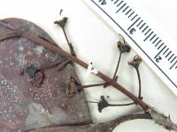 Psidium myrtoides image
