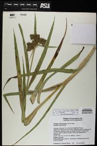 Scirpus pallidus image