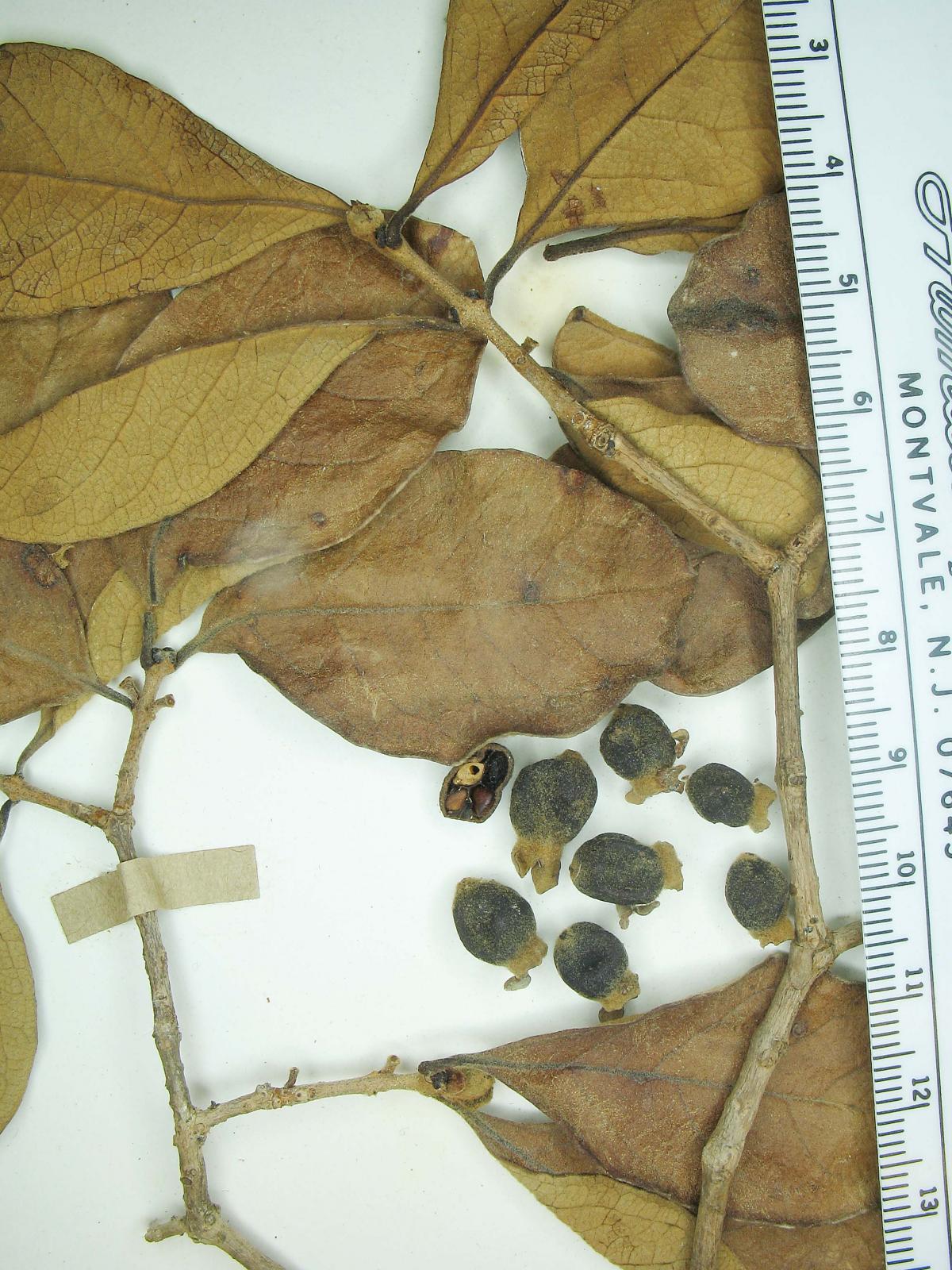 Psidium brevipedunculatum image