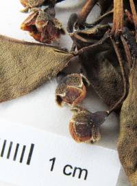 Psidium rhombeum image