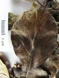 Psidium rhombeum image
