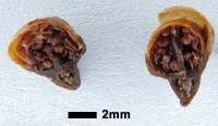 Psidium rhombeum image