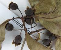Psidium rhombeum image