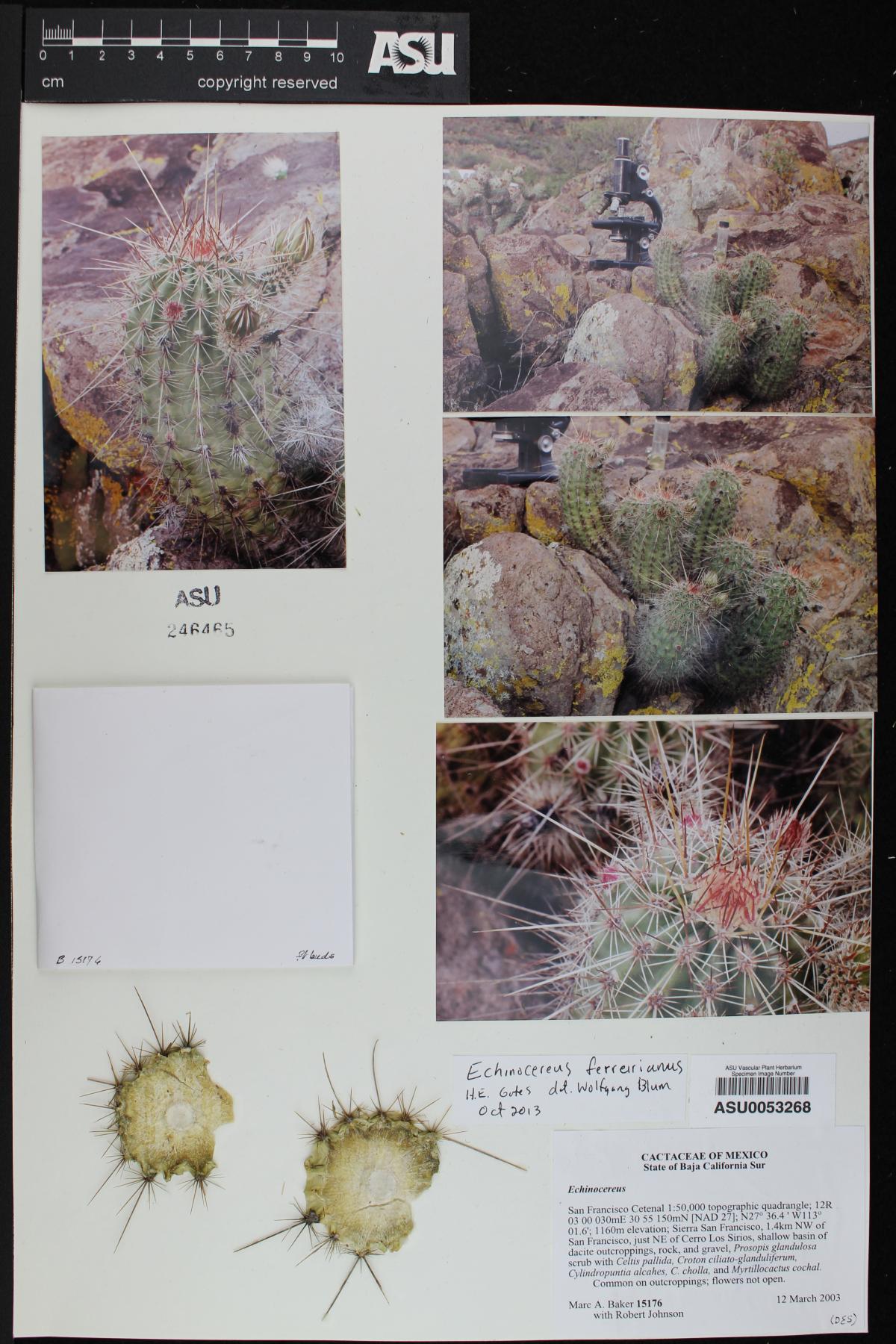 Echinocereus rebmanii image
