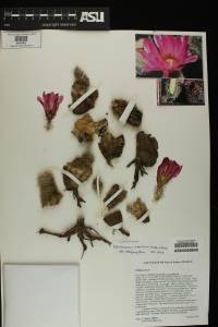 Echinocereus scopulorum image