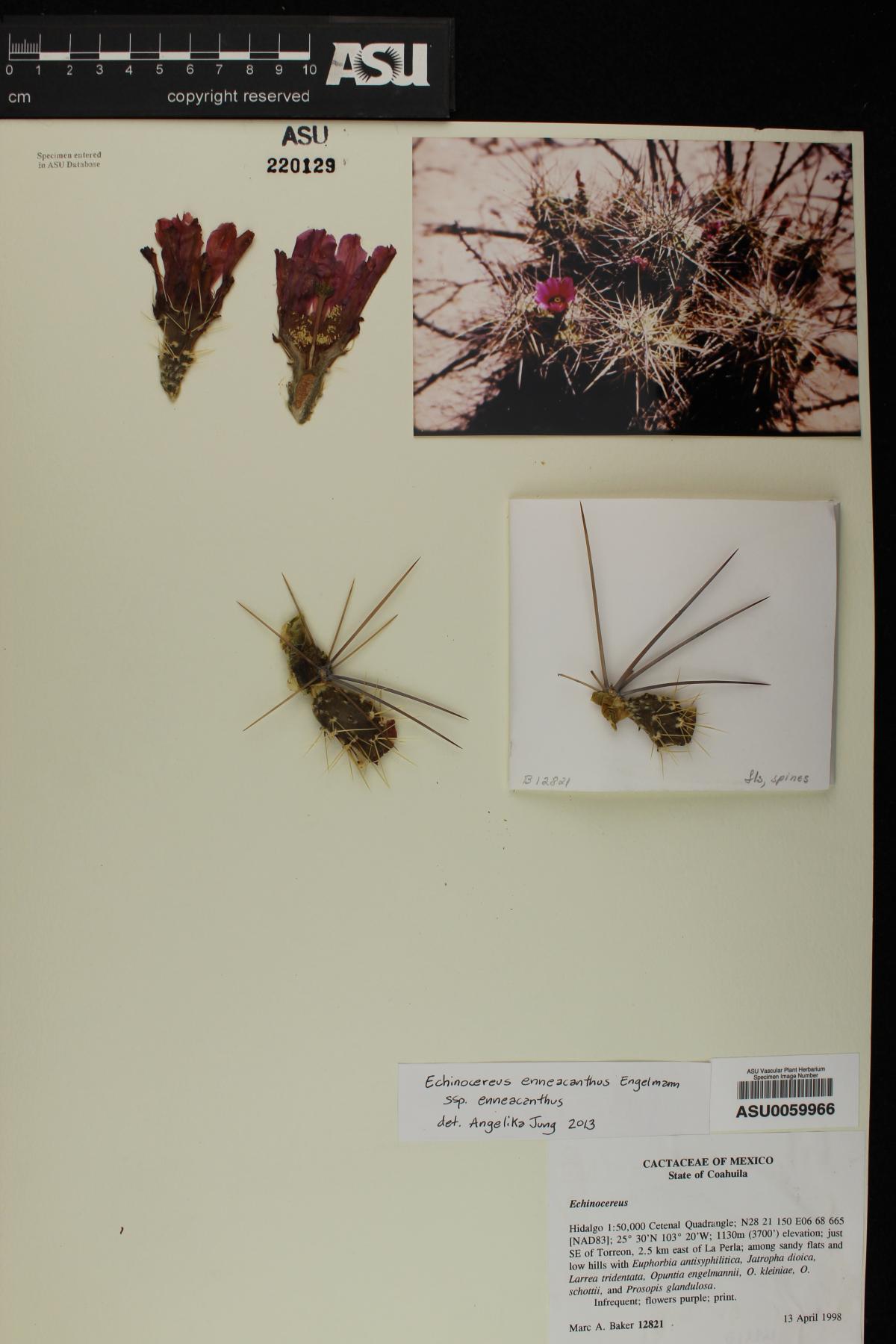 Echinocereus enneacanthus var. enneacanthus image