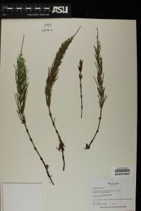 Equisetum arvense image