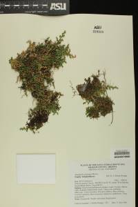 Selaginella arizonica image