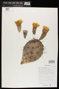 Opuntia engelmannii image