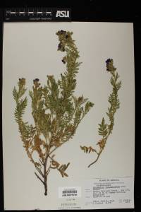 Polemonium foliosissimum image