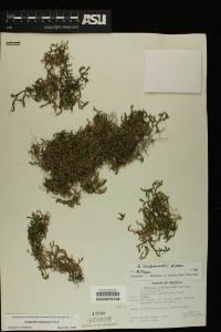 Selaginella underwoodii image