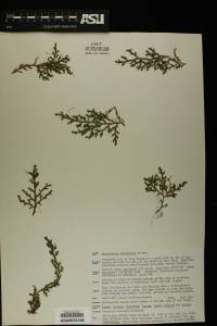 Selaginella underwoodii image