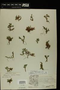 Selaginella watsonii image