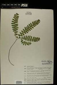 Adiantum aleuticum image