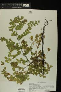 Adiantum capillus-veneris image