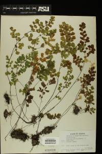 Adiantum capillus-veneris image