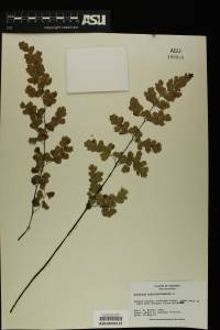 Adiantum capillus-veneris image