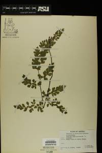 Adiantum capillus-veneris image