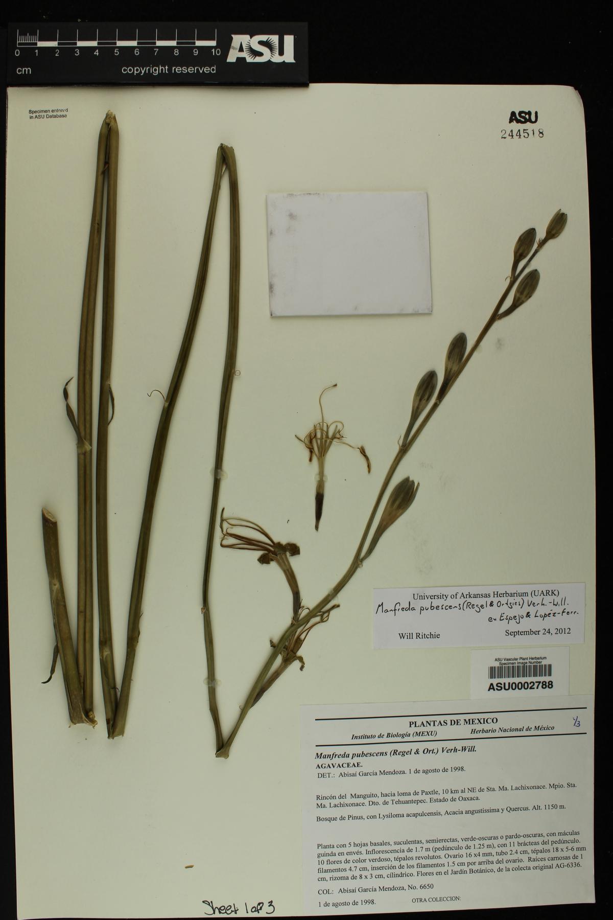 Manfreda pubescens image
