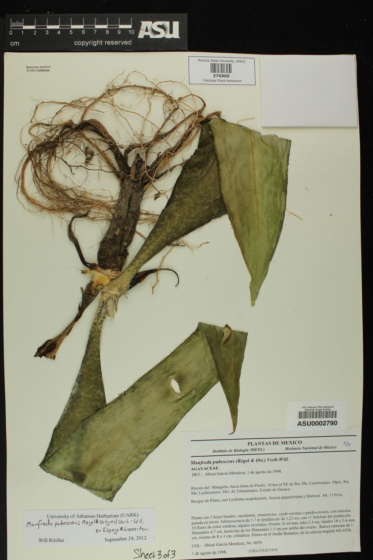 Manfreda pubescens image