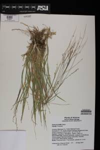 Panicum hallii image