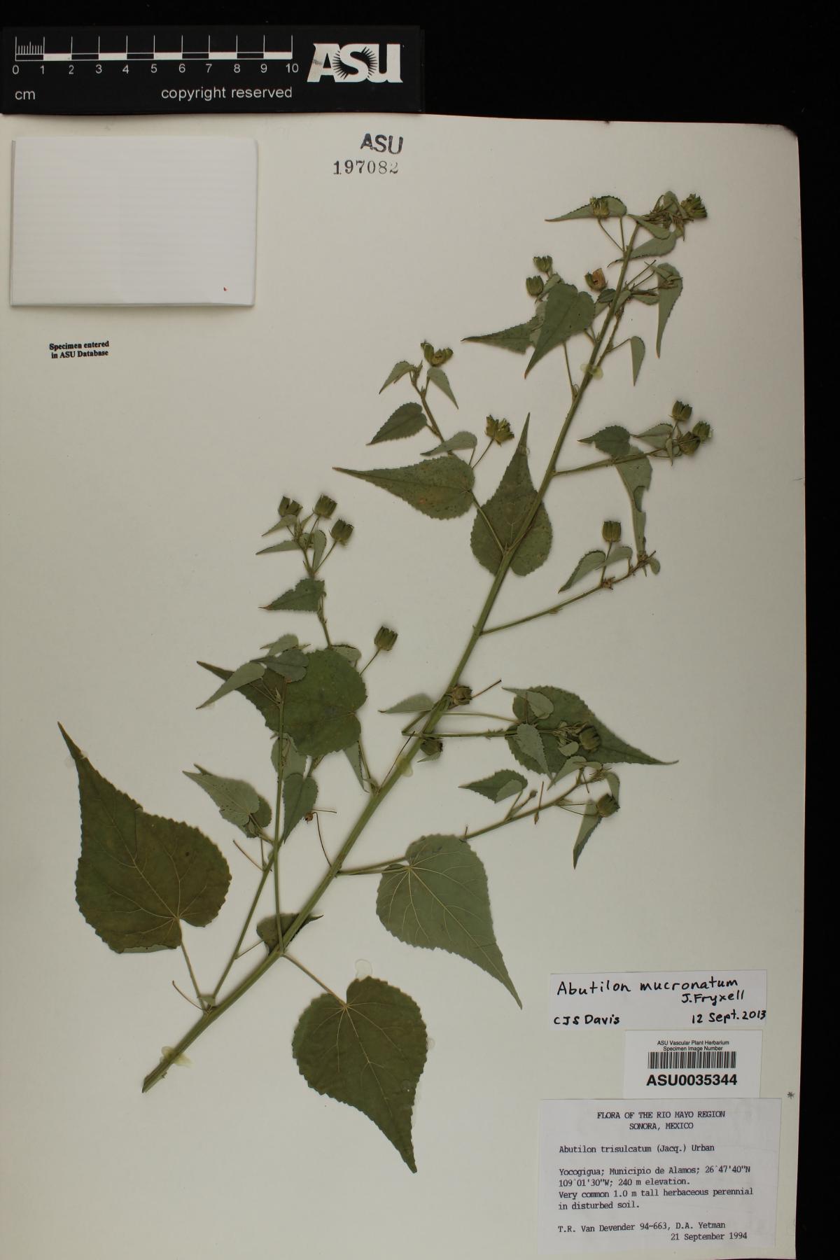 Abutilon mucronatum image