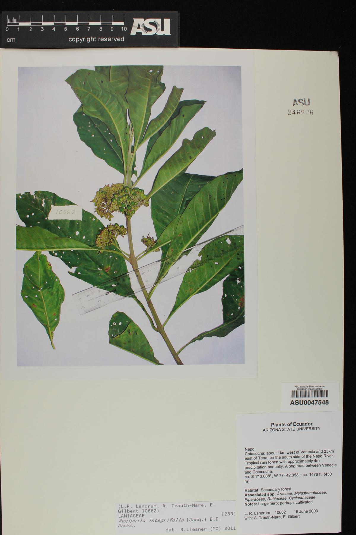 Aegiphila integrifolia image