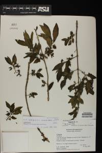 Aegiphila brachiata image