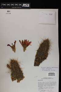 Echinocereus rebmanii image
