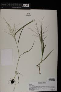 Panicum capillare image