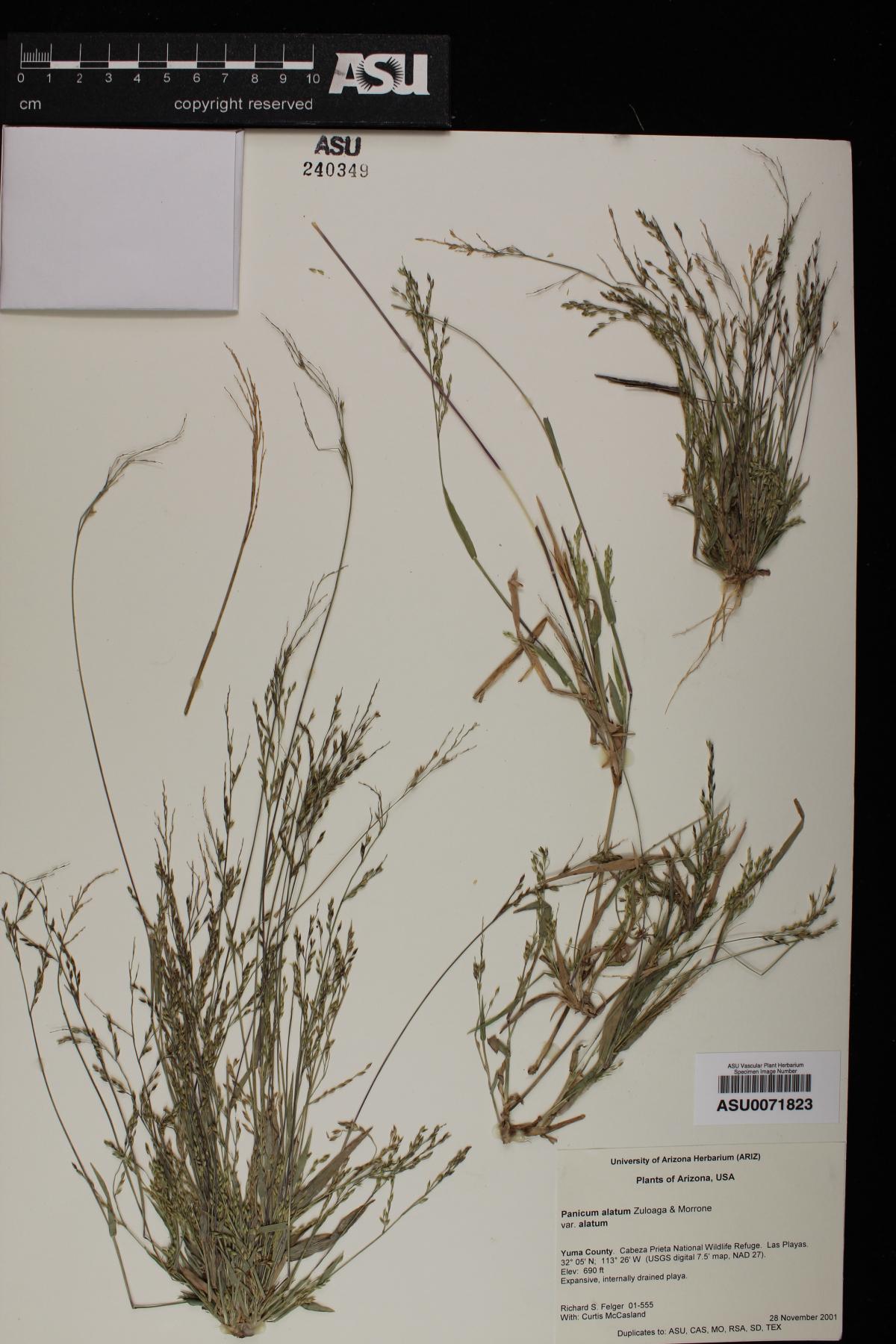 Panicum alatum var. alatum image