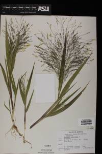 Panicum capillare image