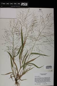 Panicum capillare image