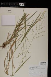 Panicum hallii image