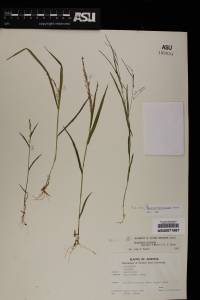 Panicum hirticaule image