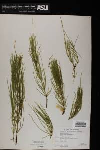 Equisetum arvense image