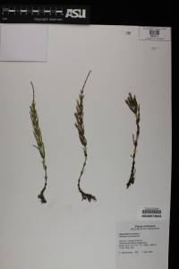 Equisetum arvense image