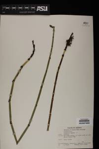 Equisetum hyemale image