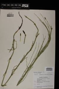 Equisetum laevigatum image