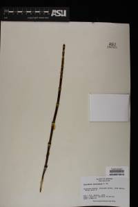 Equisetum laevigatum image