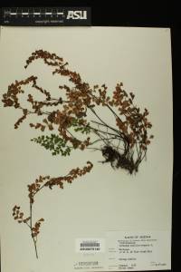 Adiantum capillus-veneris image