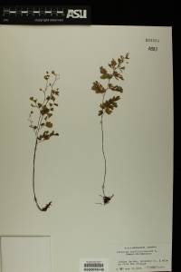 Adiantum capillus-veneris image