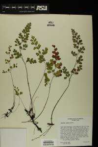 Adiantum capillus-veneris image