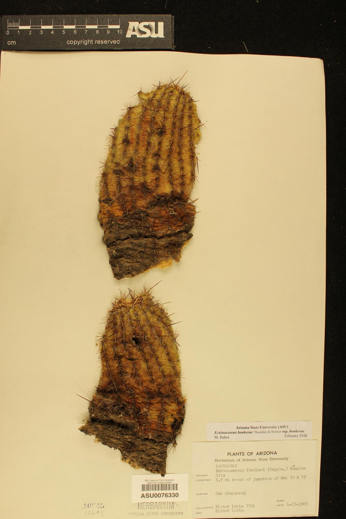 Echinocereus bonkerae subsp. bonkerae image