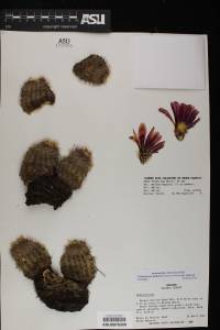 Echinocereus bonkerae subsp. bonkerae image
