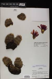 Echinocereus bonkerae image